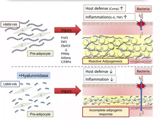 محلول تزریق چربی سوز لیمو بطری